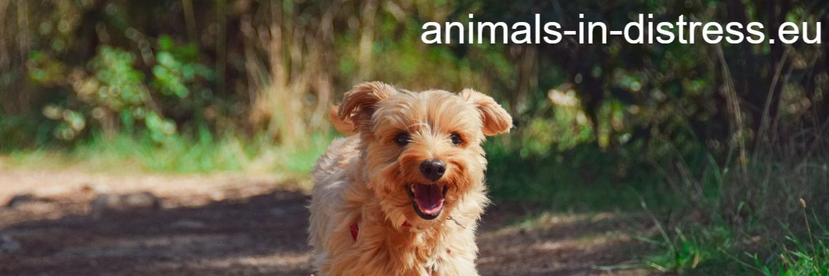 animals-in-distress.eu